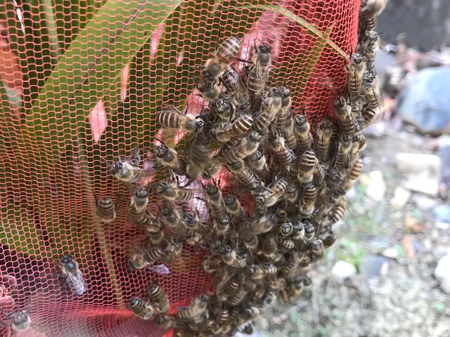 アシナガ蜂9000円、スズメ蜂10000円2箇所目以降50%OFF当日可.保証付サービスの画像