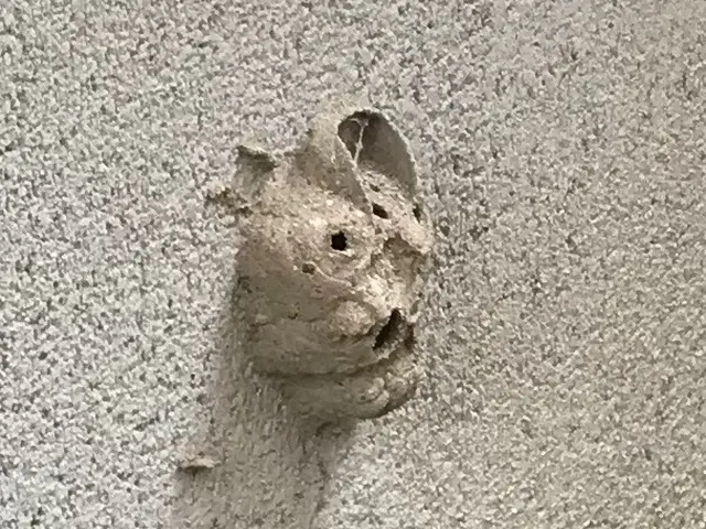 アシナガ蜂9000円、スズメ蜂10000円2箇所目以降50%OFF当日可.保証付サービスの画像