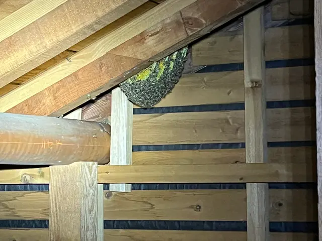 アシナガ蜂9000円、スズメ蜂10000円2箇所目以降50%OFF当日可.保証付サービスの画像