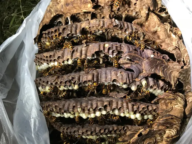 アシナガ蜂9000円、スズメ蜂10000円2箇所目以降50%OFF当日可.保証付サービスの画像