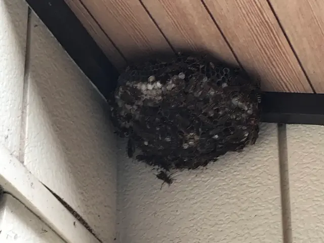 アシナガ蜂9000円、スズメ蜂10000円2箇所目以降50%OFF当日可.保証付サービスの画像