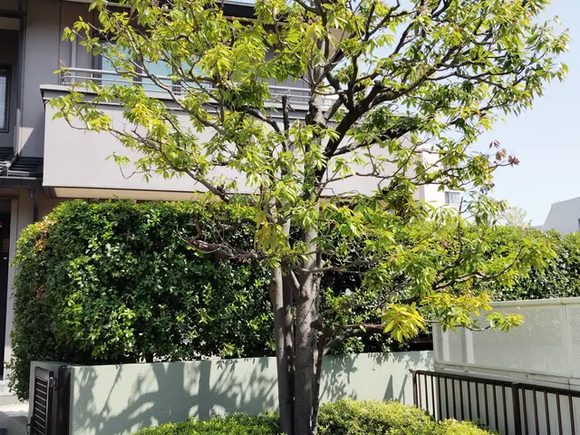 安全第一！迅速・丁寧な作業で、お庭の悩みを解決します！サービスの画像