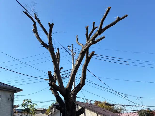 【カットした枝葉回収費込み価格！】写真で無料見積もり出来ます！お気軽にどうぞ！サービスの画像