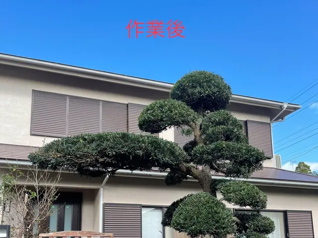 【カットした枝葉回収費込み価格！】写真で無料見積もり出来ます！お気軽にどうぞ！サービスの画像