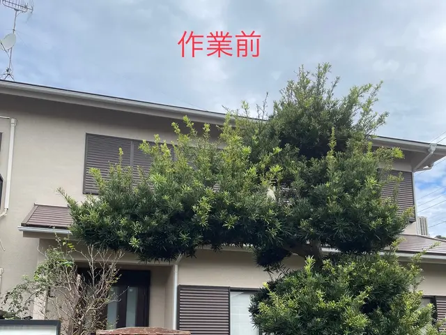 【カットした枝葉回収費込み価格！】写真で無料見積もり出来ます！お気軽にどうぞ！サービスの画像