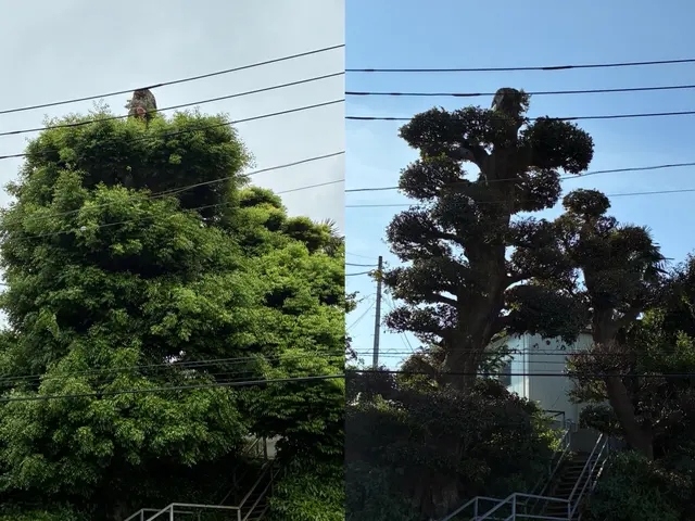 【カットした枝葉回収費込み価格！】写真で無料見積もり出来ます！お気軽にどうぞ！サービスの画像