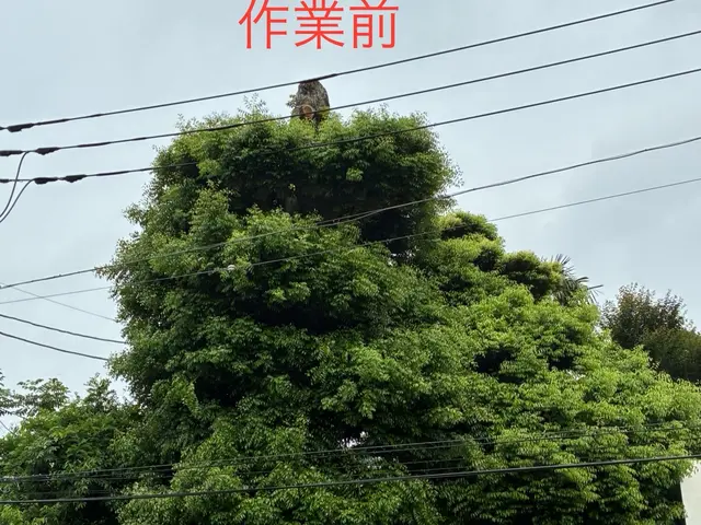 【カットした枝葉回収費込み価格！】写真で無料見積もり出来ます！お気軽にどうぞ！サービスの画像