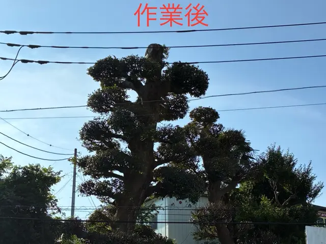 【カットした枝葉回収費込み価格！】写真で無料見積もり出来ます！お気軽にどうぞ！サービスの画像