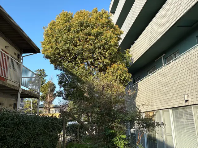 【くらしのマーケット12年目】スッキリ明るい庭にしませんか！写真を送ってくださいサービスの画像