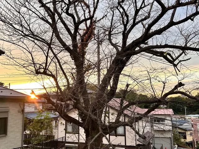 【カットした枝葉回収費込み価格！】写真で無料見積もり出来ます！お気軽にどうぞ！サービスの画像