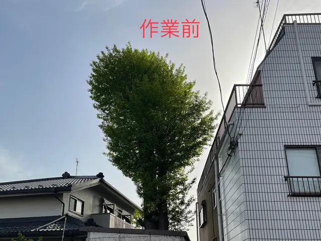 【カットした枝葉回収費込み価格！】写真で無料見積もり出来ます！お気軽にどうぞ！サービスの画像