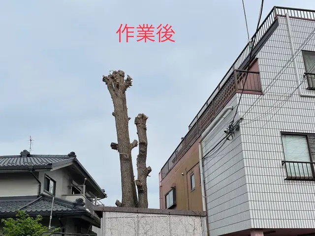 【カットした枝葉回収費込み価格！】写真で無料見積もり出来ます！お気軽にどうぞ！サービスの画像