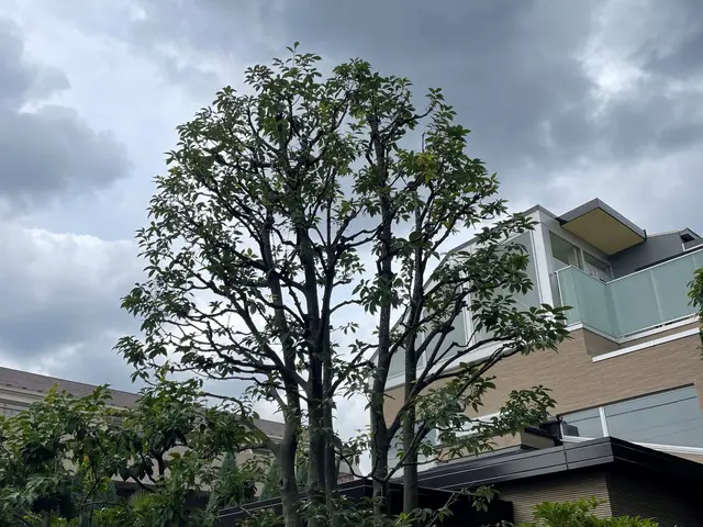 【作業外注一切なし】安心の技術力！ご要望に沿った剪定ができます◎サービスの画像