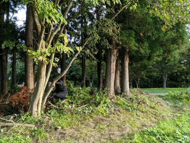 【 樹木の伐倒 】　※岩手県全域対応(対象地域外は交通費等別途。)サービスの画像