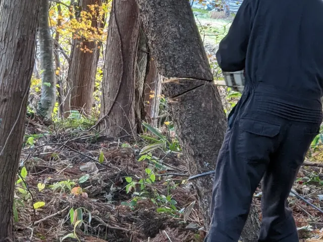 【 樹木の伐倒 】　※岩手県全域対応(対象地域外は交通費等別途。)サービスの画像