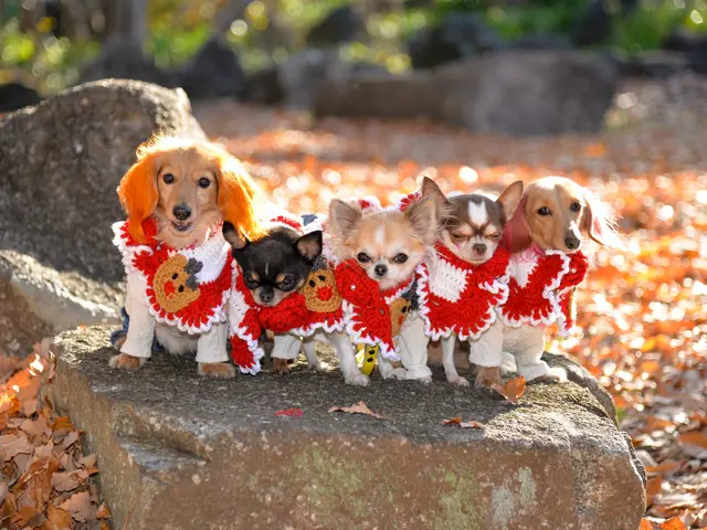 JBP協会 認定ブロンズ会員（初級資格・基準評価クリアフォトグラファー）サービスの画像