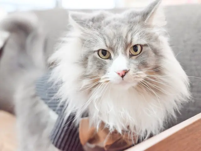 （初級資格・基準評価クリアフォトグラファー）