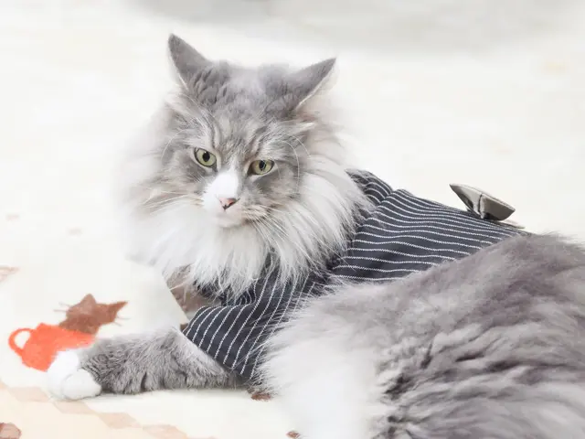 （初級資格・基準評価クリアフォトグラファー）