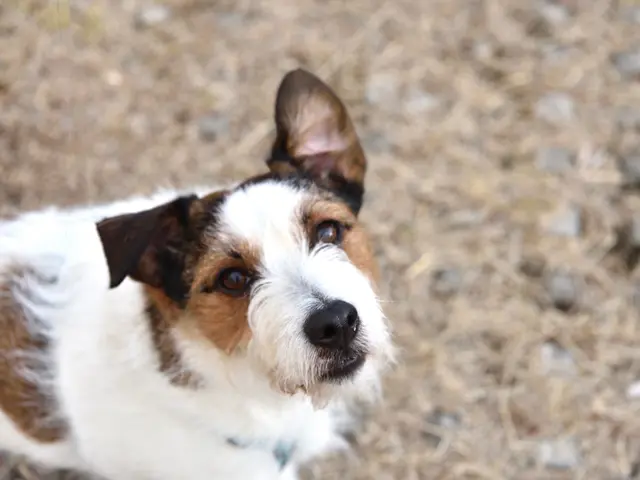 【JBP協会会員】芦屋川限定