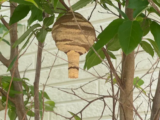 蜂の駆除なら水道屋の副業スイドウリペアにお任せ！　即日•翌日対応OKサービスの画像