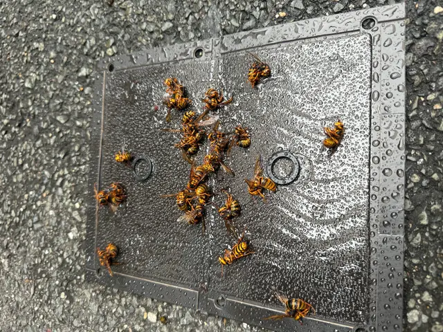 蜂の駆除なら水道屋の副業スイドウリペアにお任せ！　即日•翌日対応OKサービスの画像