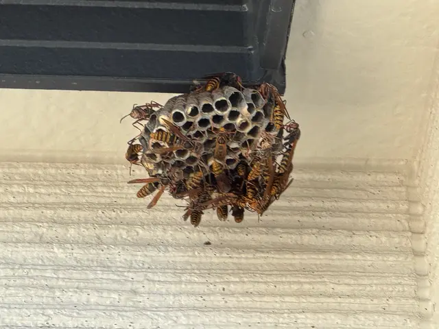 蜂の駆除なら水道屋の副業スイドウリペアにお任せ！　即日•翌日対応OKサービスの画像