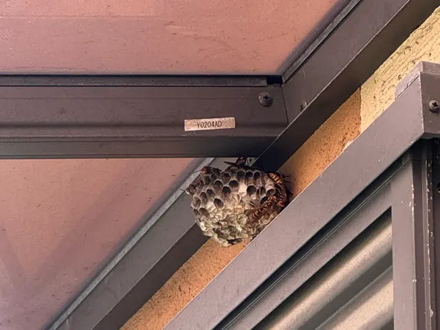 蜂の駆除なら水道屋の副業スイドウリペアにお任せ！　即日•翌日対応OKサービスの画像