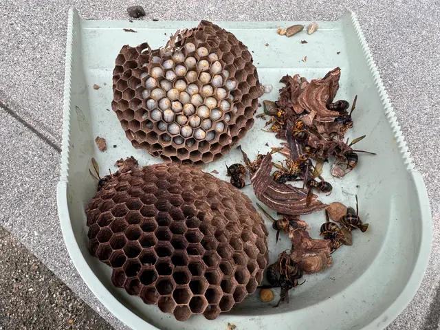 蜂の駆除なら水道屋の副業スイドウリペアにお任せ！　即日•翌日対応OKサービスの画像