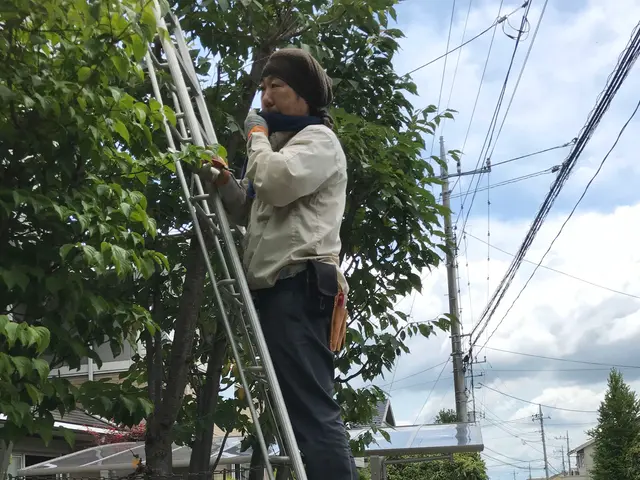 【15年の実績】剪定時期・環境・使い方からご提案。まずはご相談ください！サービスの画像