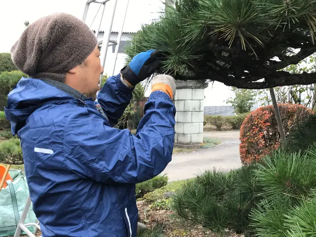 【15年の実績】剪定時期・環境・使い方からご提案。まずはご相談ください！サービスの画像