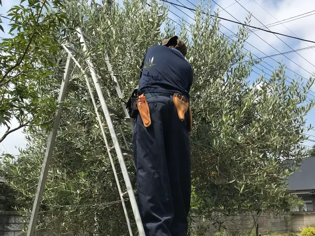 【15年の実績】剪定時期・環境・使い方からご提案。まずはご相談ください！サービスの画像