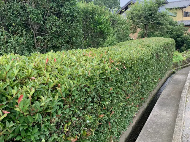 ☆簡易な剪定対応致します。◎お客様の納得いくまで無料でやり直します。サービスの画像