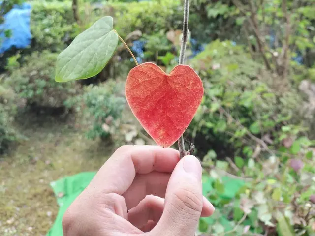 【明るく風通しの良いお庭へ】業界歴40年の庭師と店長の2人で丁寧に仕上げます。サービスの画像