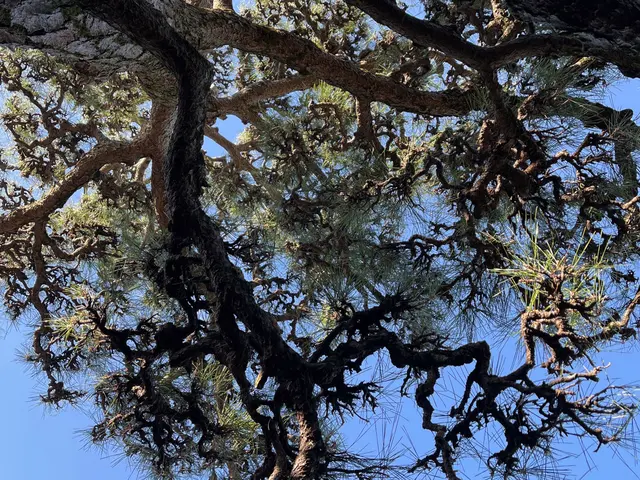 植木にあった剪定さしていただきます！わからない事があればお問い合わせ下さい！サービスの画像