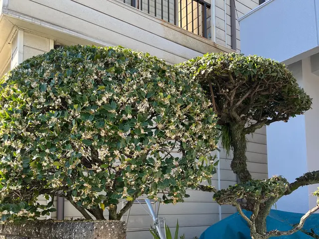 植木にあった剪定さしていただきます！わからない事があればお問い合わせ下さい！サービスの画像