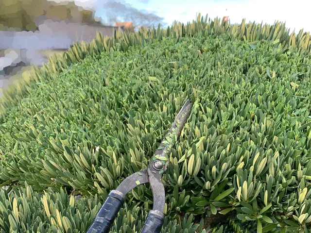 植木にあった剪定さしていただきます！わからない事があればお問い合わせ下さい！サービスの画像