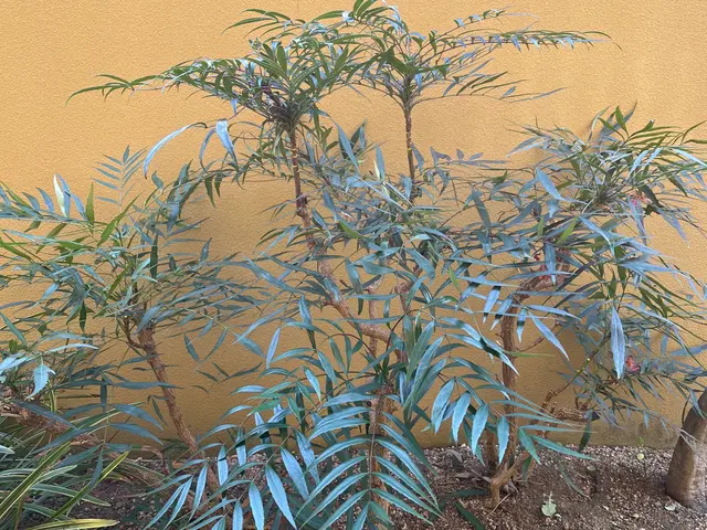 植木にあった剪定さしていただきます！わからない事があればお問い合わせ下さい！サービスの画像