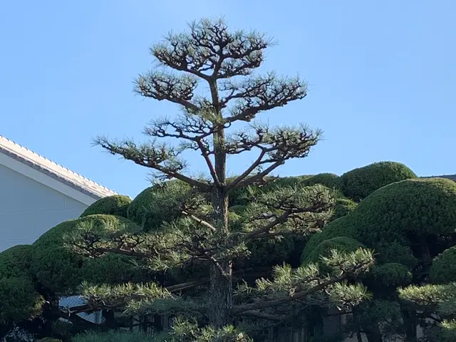 植木にあった剪定さしていただきます！わからない事があればお問い合わせ下さい！サービスの画像