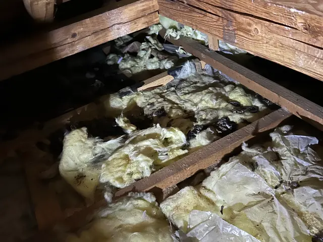 害獣駆除　年中無休　イタチ、ハクビシン、アライグマサービスの画像