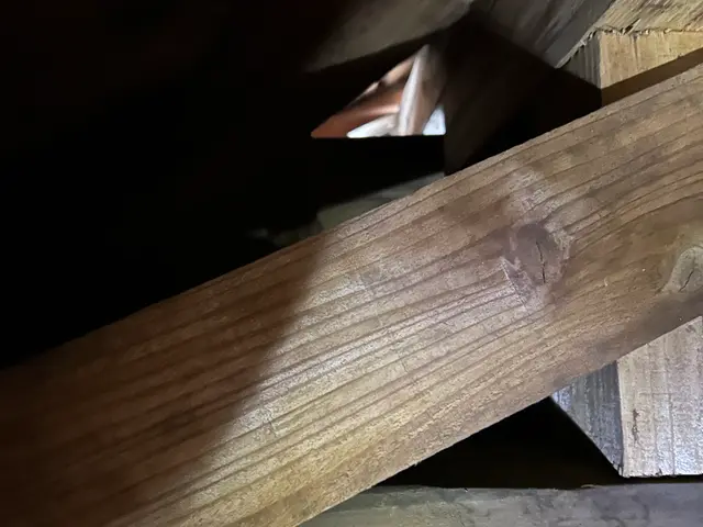 害獣駆除　年中無休　イタチ、ハクビシン、アライグマサービスの画像