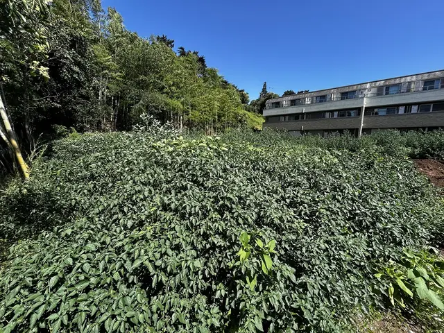 【大手企業実績有】草刈・芝刈・ツタなど、ほか伐採、剪定などご要望にお応えします♪サービスの画像