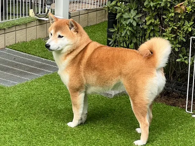 【職人歴15年】熟練の技術と知識◎駐車場代当店負担◎仕上がり保証ありサービスの画像