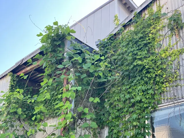 いろんなところに巻き付いた取りにくい蔦をとりびっくりするほどスッキリにします。サービスの画像