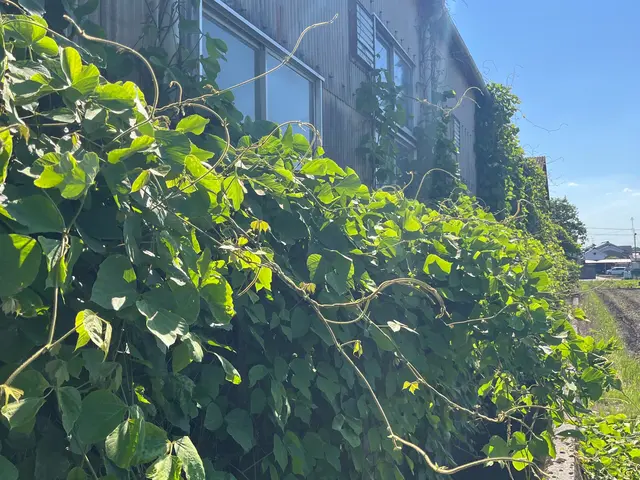 いろんなところに巻き付いた取りにくい蔦をとりびっくりするほどスッキリにします。サービスの画像