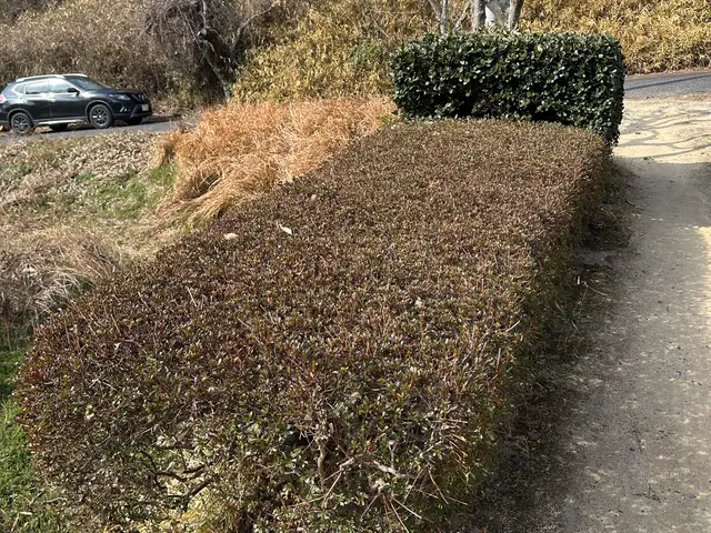 出店記念キャンペーンにつき地域最安値に挑戦中！生垣剪定の腕には自信があります！サービスの画像