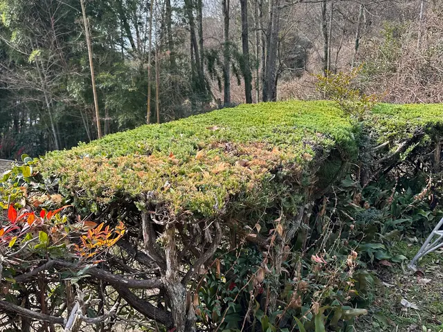 出店記念キャンペーンにつき地域最安値に挑戦中！生垣剪定の腕には自信があります！サービスの画像