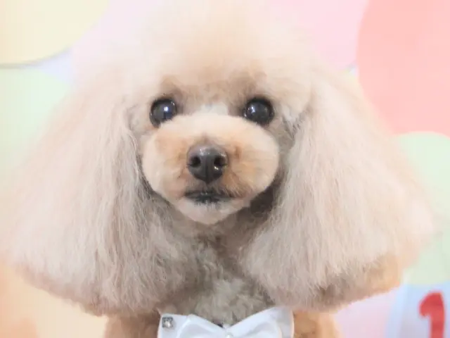 犬専門トリミングサービス★トリミングサロンで10年以上経験の店長が対応いたしますサービスの画像