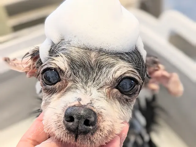 犬専門トリミングサービス★トリミングサロンで10年以上経験の店長が対応いたしますサービスの画像