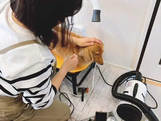 犬専門トリミングサービス★トリミングサロンで10年以上経験の店長が対応いたしますサービスの画像