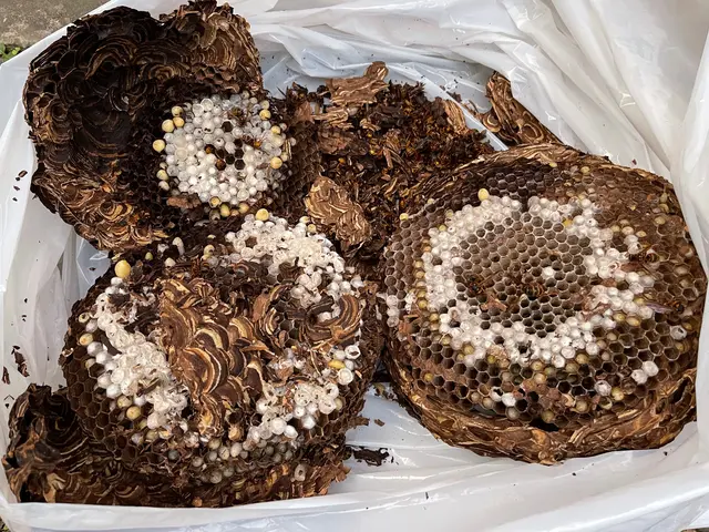 ハチ駆除お任せ下さい！【業界10年以上！完全自社対応◎】年中無休で対応中！サービスの画像